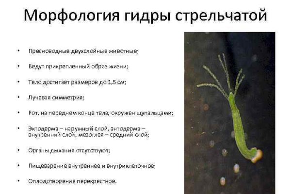 Кракен сайт зеркало рабочее