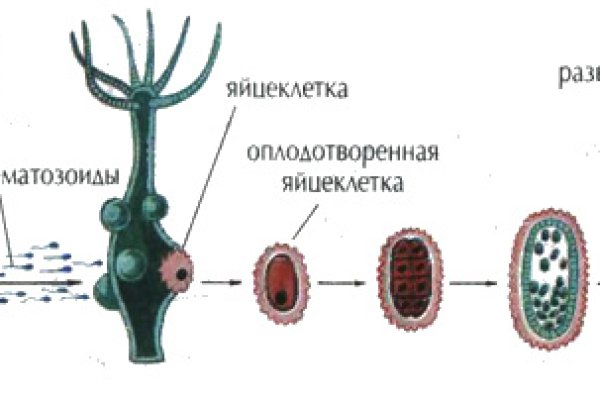 Короткая ссылка на кракен